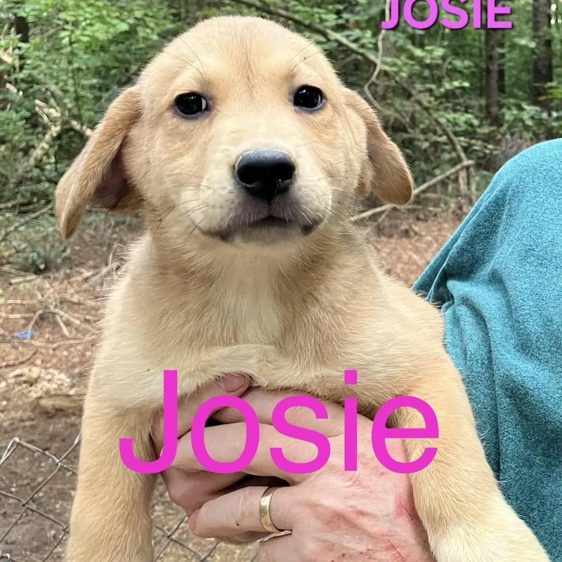 A baby large-sized female Apricot / Beige Mixed Breed dog named NY Josie Avail Aug for adoption in Stormville, NY