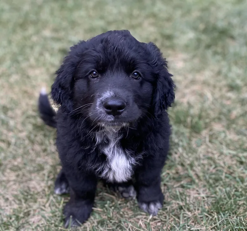 Delilah