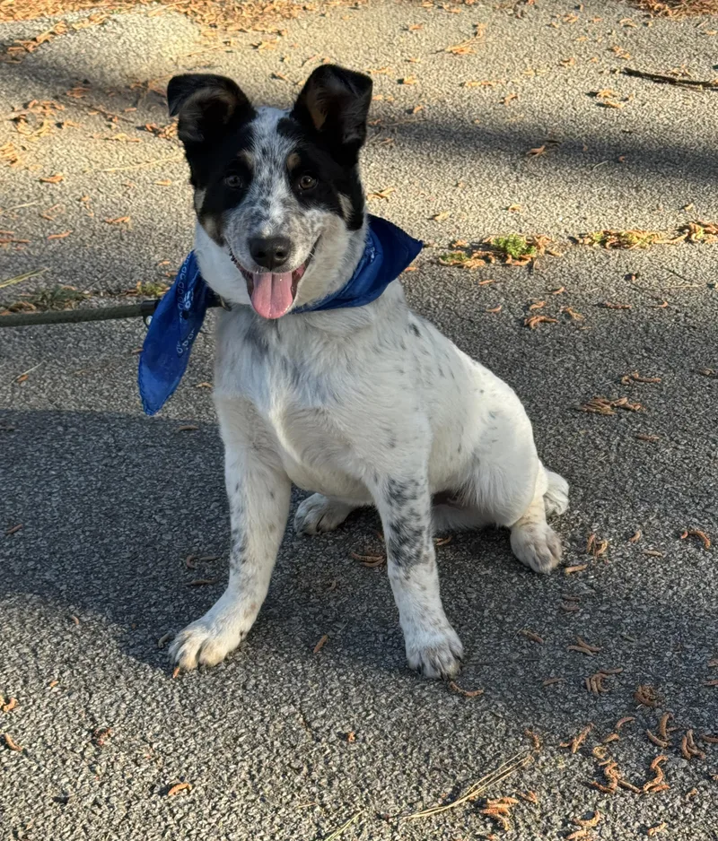 Rooster Saving Sumter's Strays