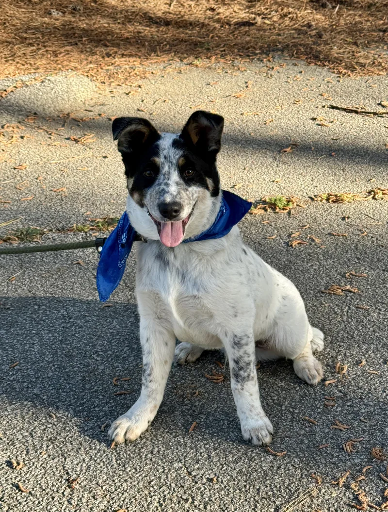Rooster Saving Sumter's Strays thumbnail 2