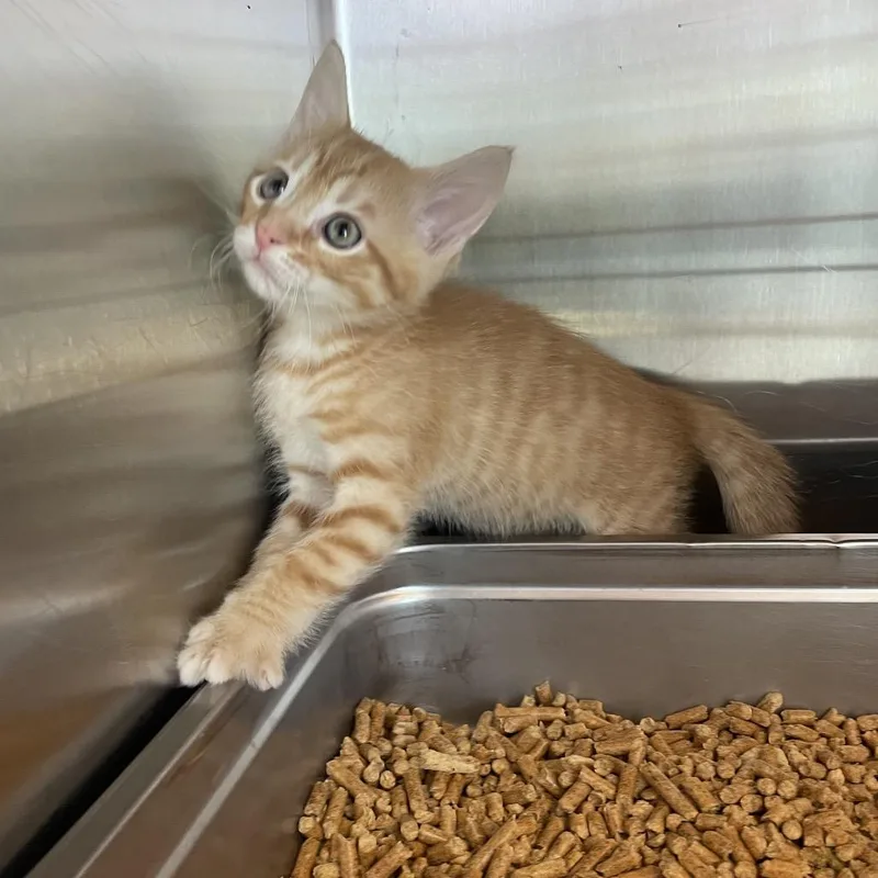 A baby small-sized male Orange / Red Domestic Medium Hair cat named Latte for adoption in Madisonville, TN