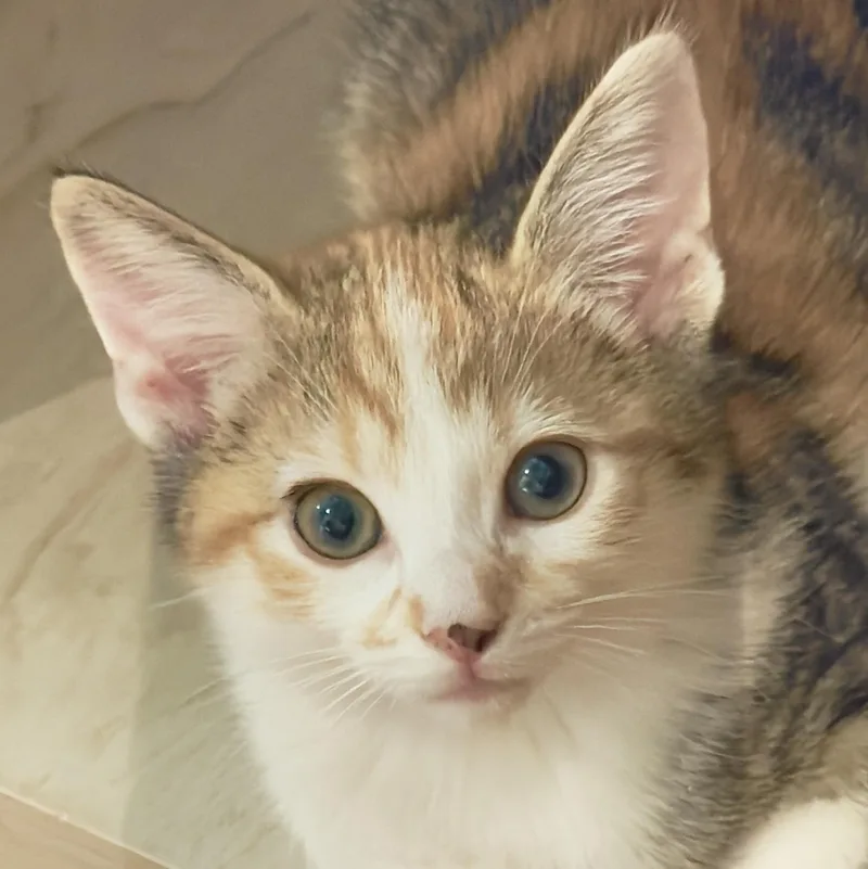 A baby medium-sized female Calico Domestic Short Hair cat named Jennifer for adoption in Irvine, CA