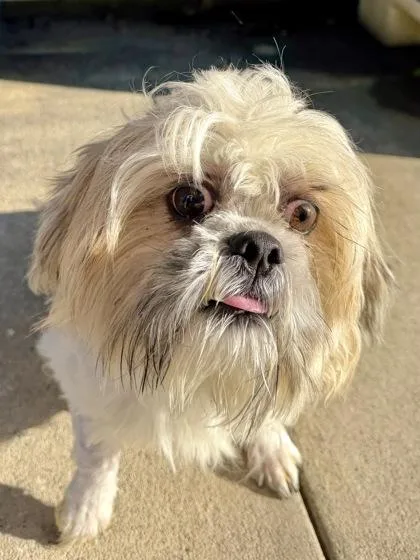 An adult small-sized male Shih Tzu dog named Byron for adoption in New Orleans, LA