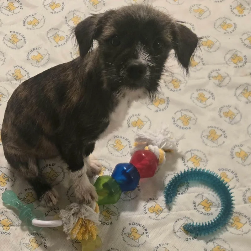 A baby medium-sized female Brindle Poodle dog named Ursula for adoption in Hilton, NY