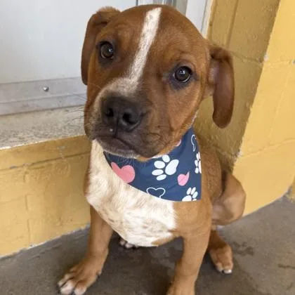 A young large-sized male Pit Bull Terrier dog named Will for adoption in Phoenix, AZ