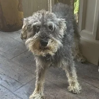 A young small-sized male Miniature Schnauzer dog named Buddy BONDED with Benji for adoption in Williston, VT