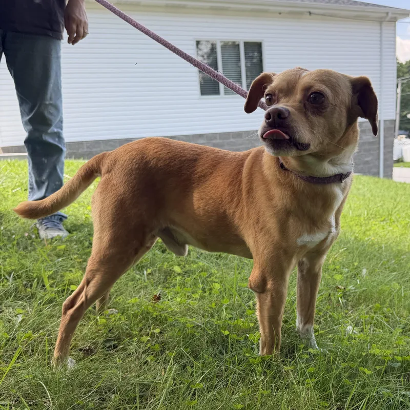 A young small-sized male Brown / Chocolate Chihuahua dog named Branson for adoption in Latrobe, PA
