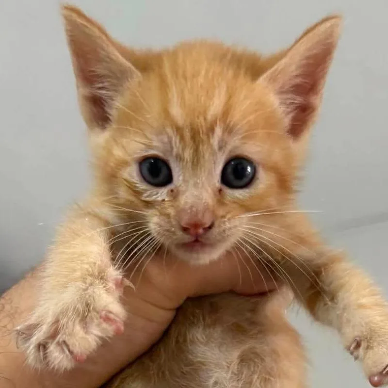 A baby small-sized female Orange / Red Domestic Short Hair cat named Peaches for adoption in San Diego, CA