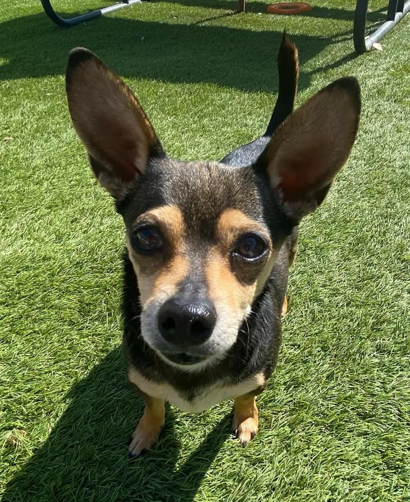 Peanuttles thumbnail 2