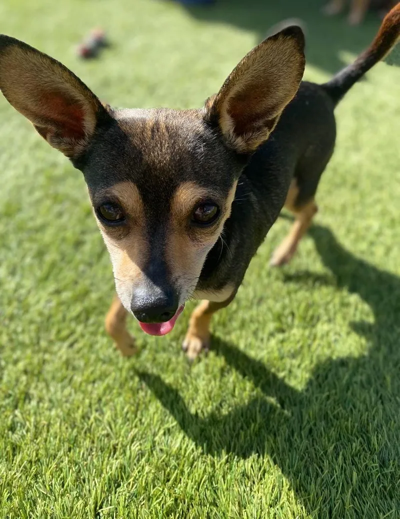 Peanuttles thumbnail 3