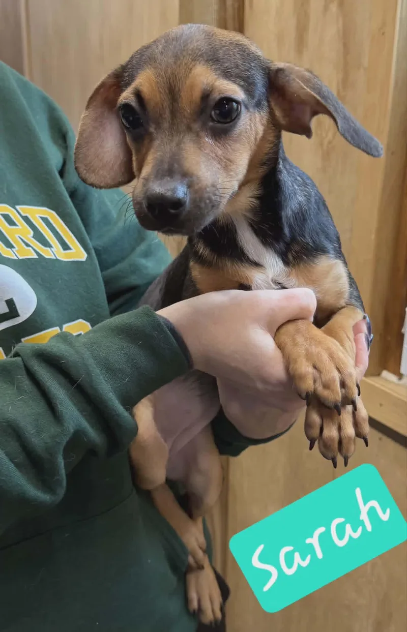 A baby small-sized female Bicolor Beagle dog named Sarah for adoption in North Olmsted, OH