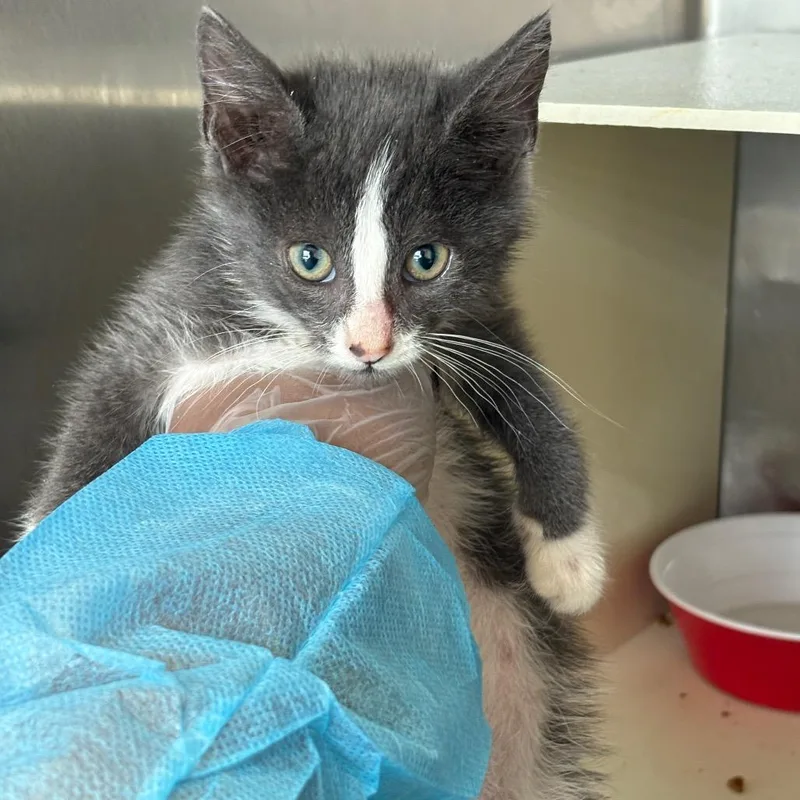 A baby small-sized male Gray / Blue / Silver Domestic Short Hair cat named Duncan for adoption in Newark, NJ