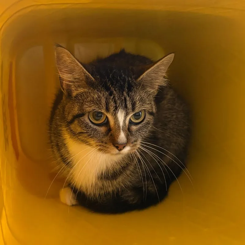 An adult medium-sized female Domestic Short Hair cat named Winnie for adoption in Manhattan, KS