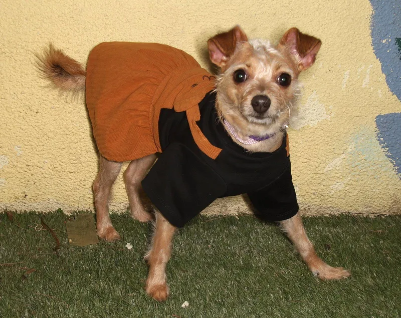 An adult small-sized female Chihuahua dog named Linda for adoption in Oakland Park, FL