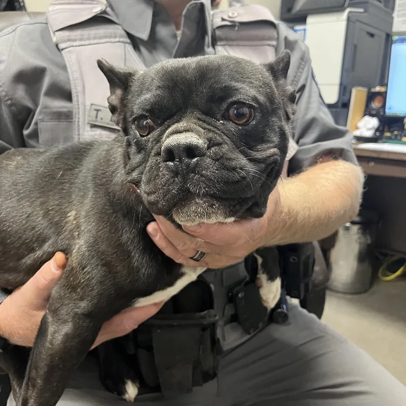 An adult medium-sized female Black French Bulldog dog named Midnight for adoption in Yuma, AZ