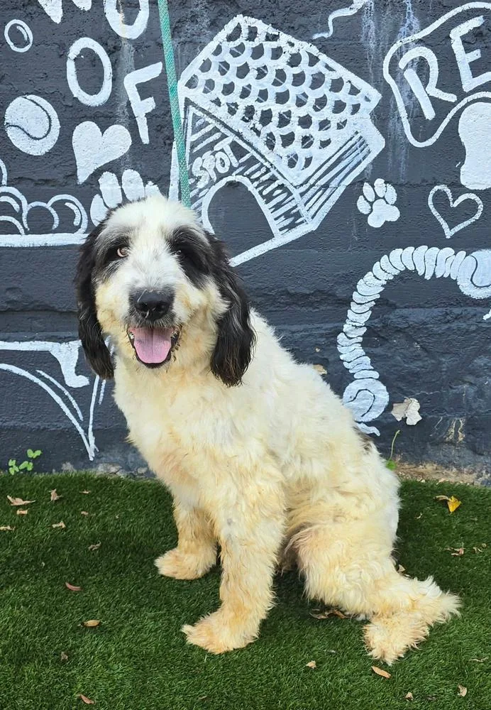 A young large-sized male Tricolor (Brown, Black, & White) Poodle dog named Bruno for adoption in Manhattan, NY