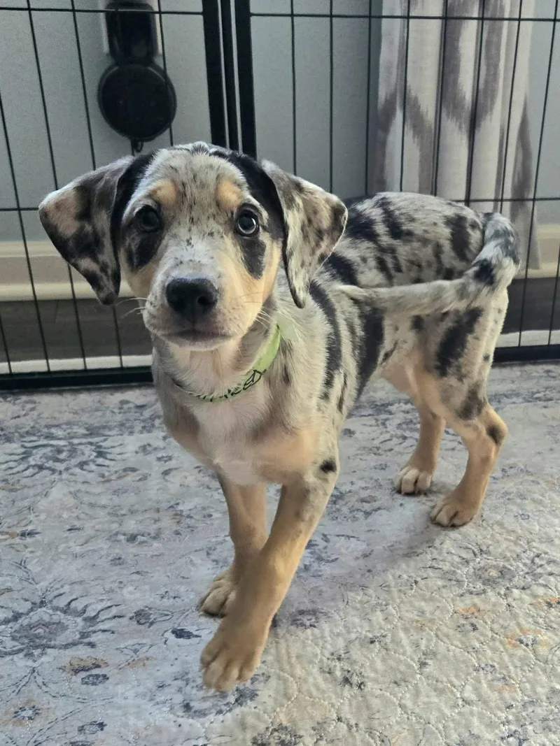 A baby large-sized female Catahoula Leopard Dog dog named Mildred for adoption in New London, WI