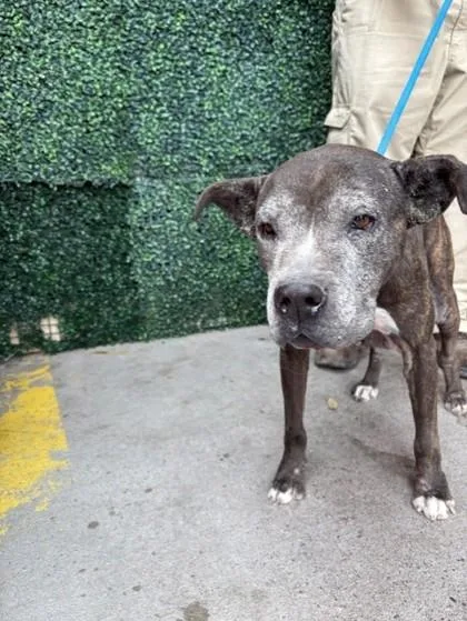 A baby medium-sized female Black Mixed Breed dog named 61030315 for adoption in El Paso, TX