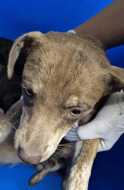 A young small-sized female Terrier dog named Rainbow for adoption in Bakersfield, CA