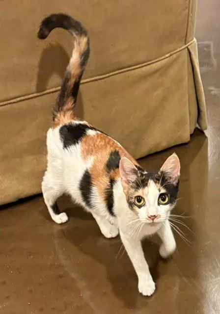 An adult medium-sized female Calico Domestic Short Hair cat named Faith for adoption in Little Falls, NJ