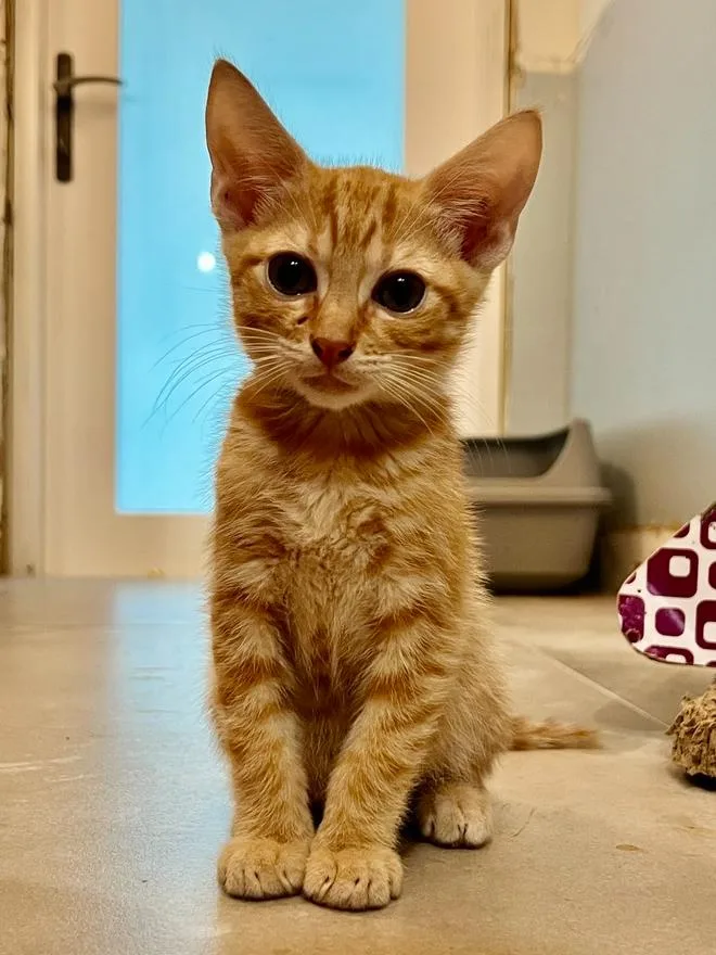 A baby small-sized male Tabby (Orange / Red) Domestic Short Hair cat named Harry for adoption in Wellington, FL