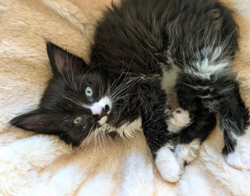 A baby small-sized male Domestic Short Hair cat named Zoro for adoption in Medford, WI
