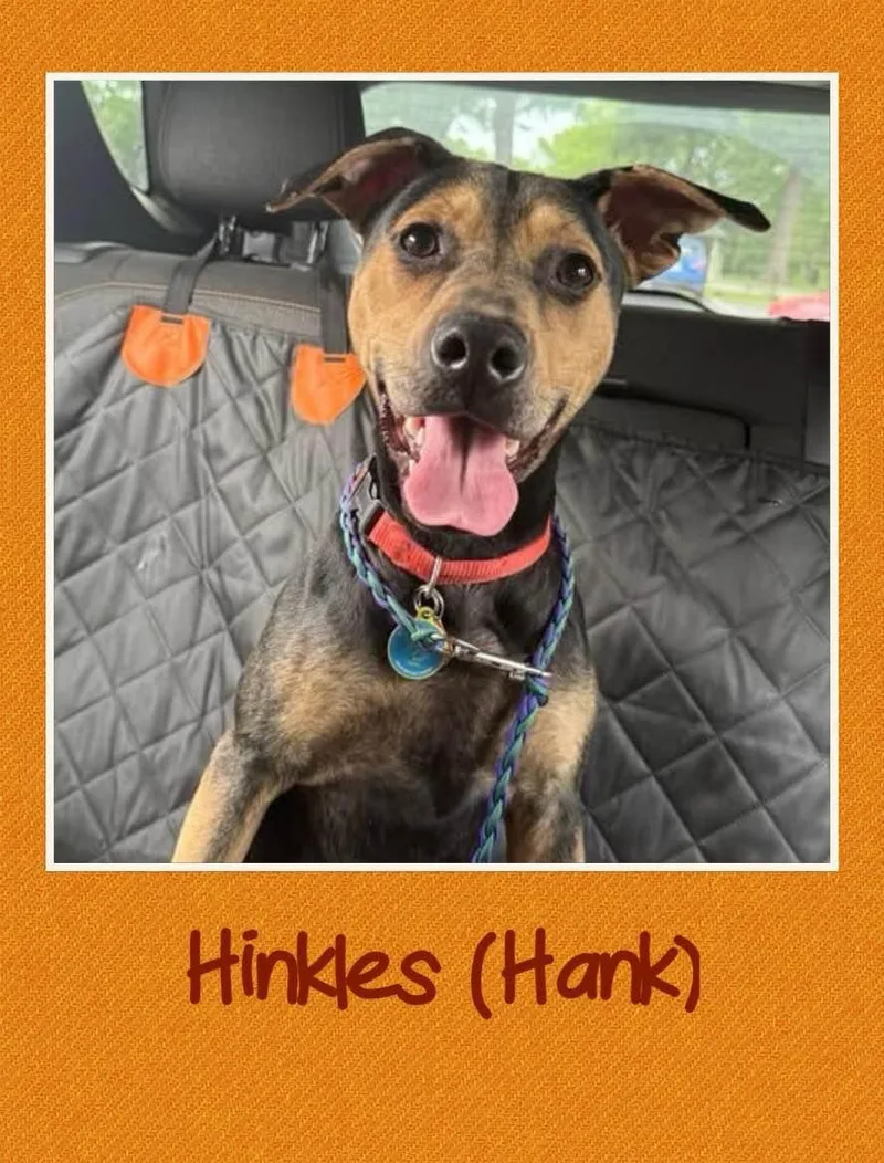 A young medium-sized male Hound dog named Hank for adoption in Farmingdale, NY