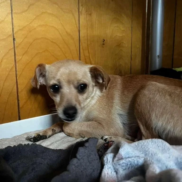 An adult small-sized female Yellow / Tan / Blond / Fawn Chihuahua dog named Daffodil for adoption in San Pablo, CA