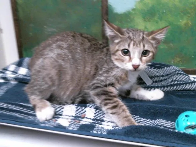 A baby small-sized female Domestic Short Hair cat named Rosie for adoption in Houston, TX