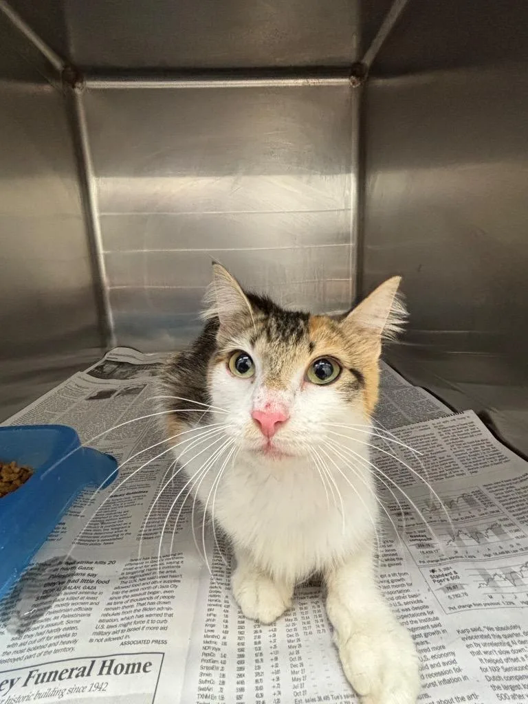 An adult large-sized female Domestic Short Hair cat named Chica for adoption in Belton, TX