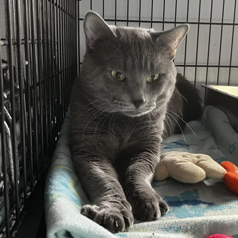 A young large-sized male Gray / Blue / Silver Domestic Short Hair cat named Dante for adoption in Middletown, NY
