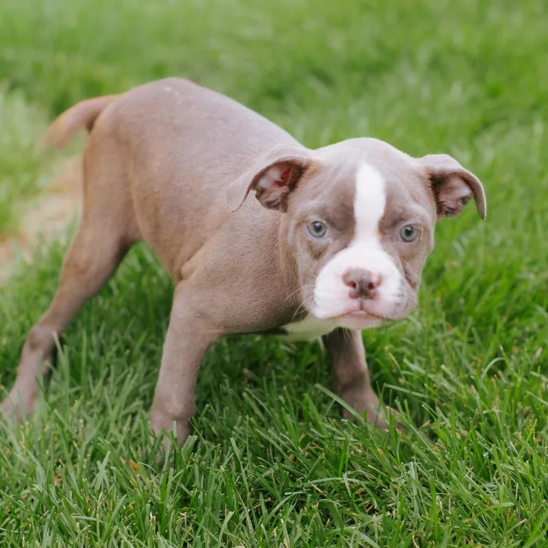 A baby small-sized female Black Boston Terrier dog named Ribbon for adoption in Northbrook, IL