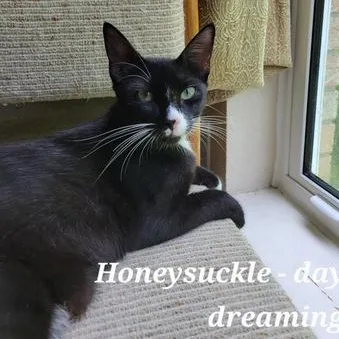 Honeysuckle thumbnail 4