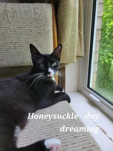 Honeysuckle thumbnail 6
