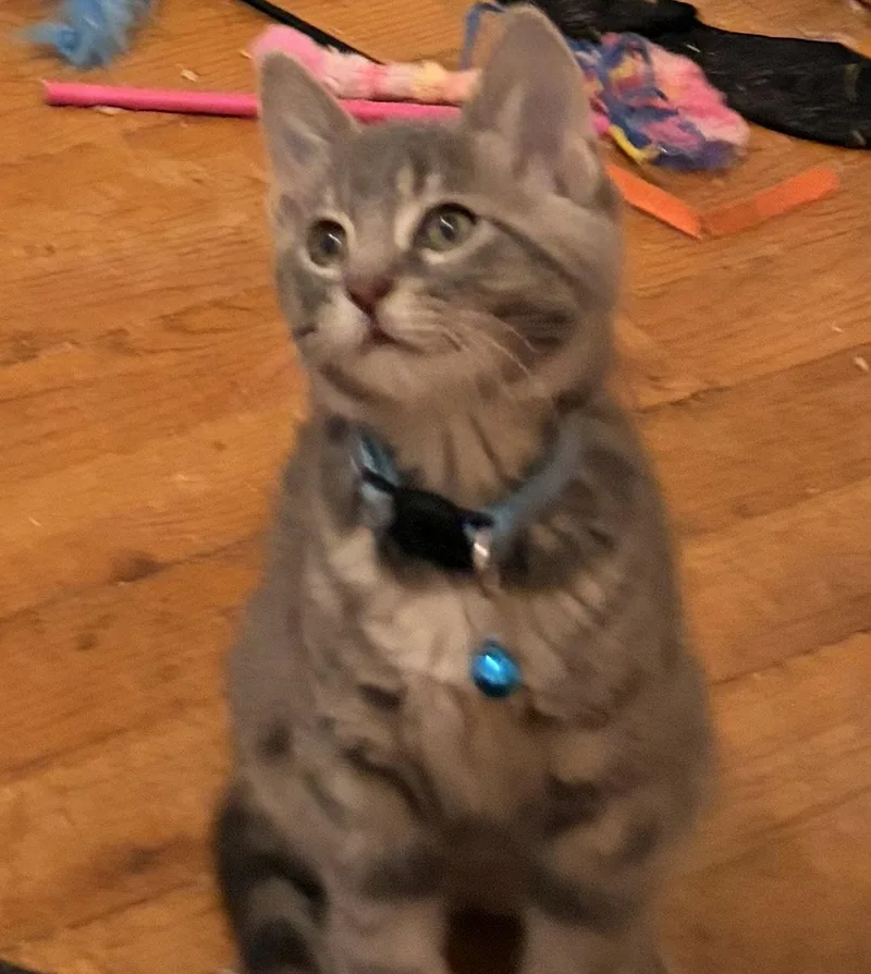 Earl Grey T thumbnail 2