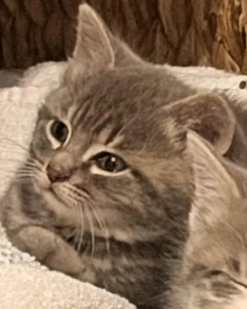 Earl Grey T thumbnail 3