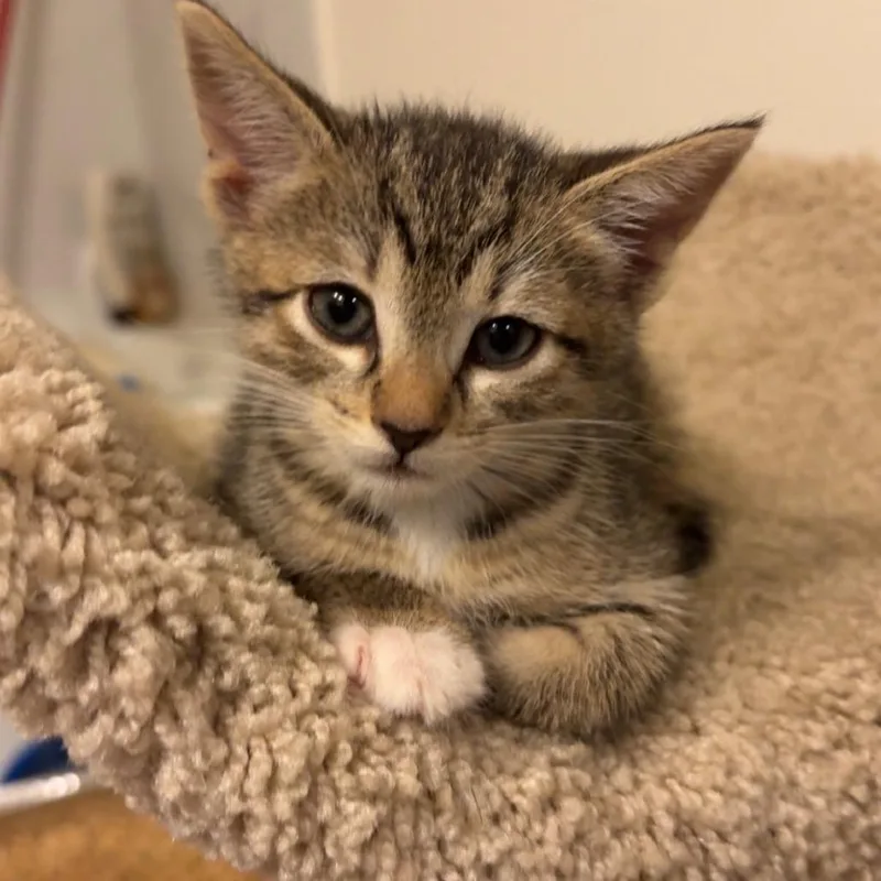 A baby small-sized female Brown / Chocolate Domestic Short Hair cat named Cholula for adoption in Tustin, CA