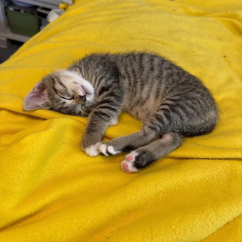 Cholula thumbnail 3