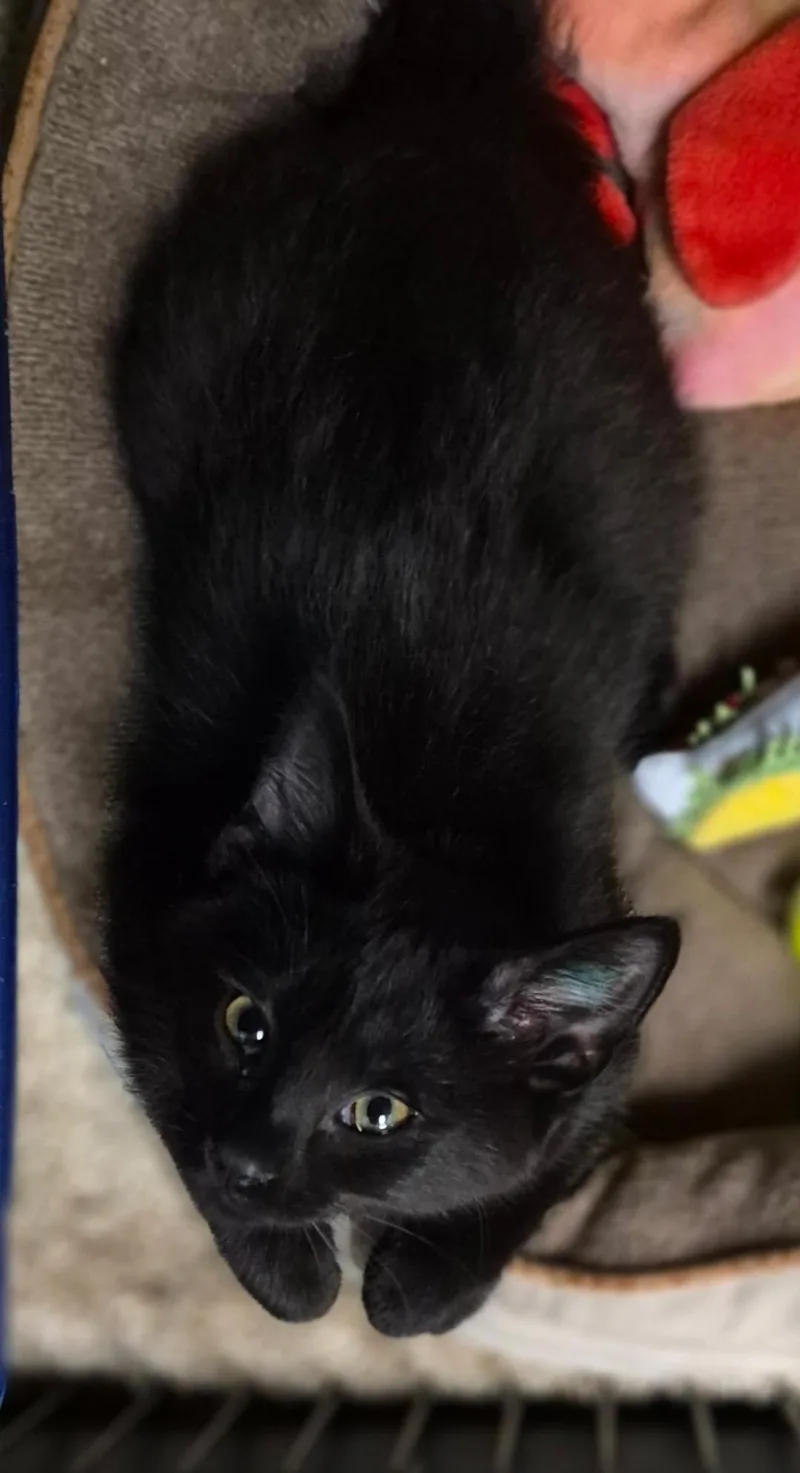 A baby medium-sized female Black Domestic Short Hair cat named Melba for adoption in Milwaukee, WI