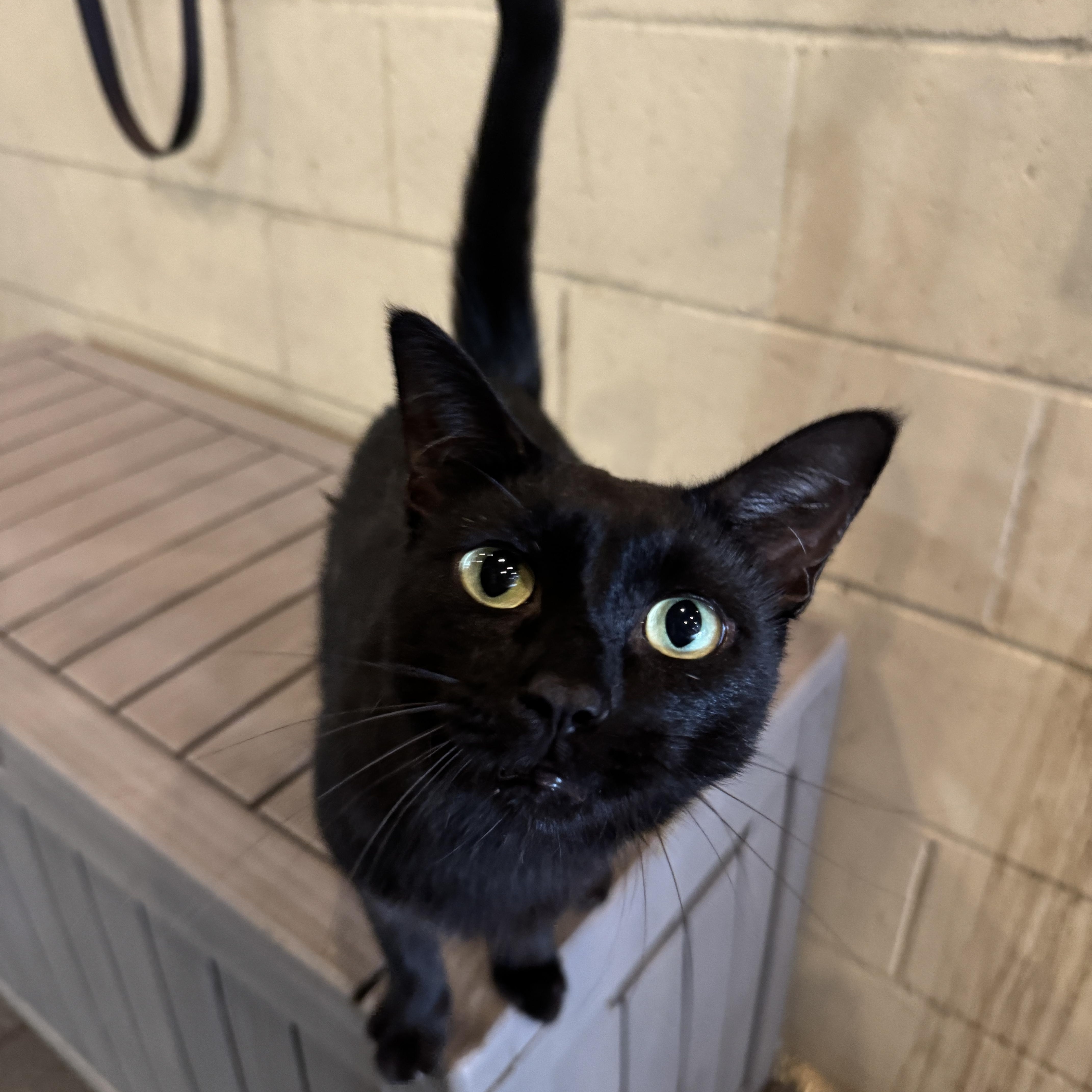 An adult medium-sized male Black American Shorthair cat named Salem Binx for adoption in Ocala, FL