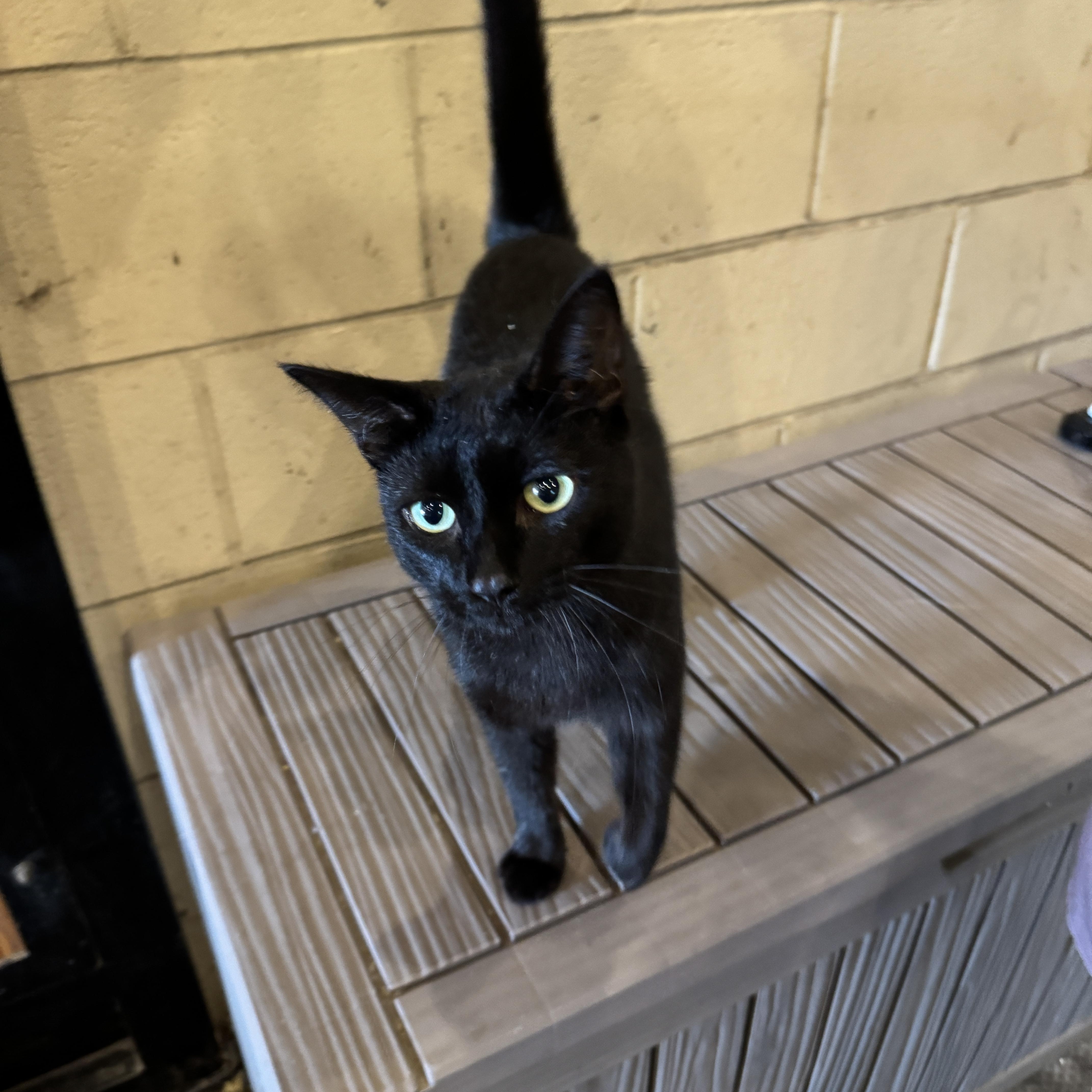 Salem Binx thumbnail 2