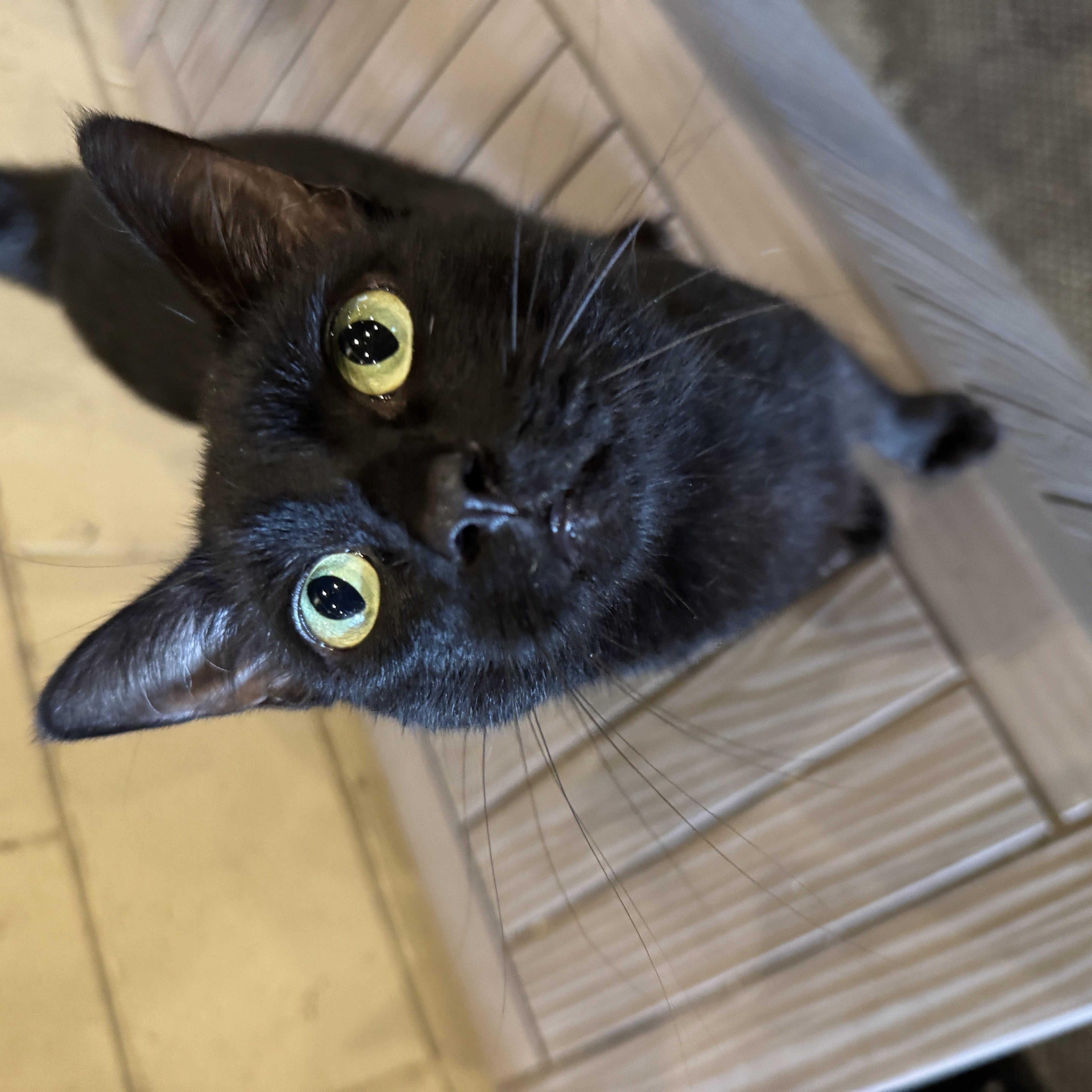 Salem Binx thumbnail 3
