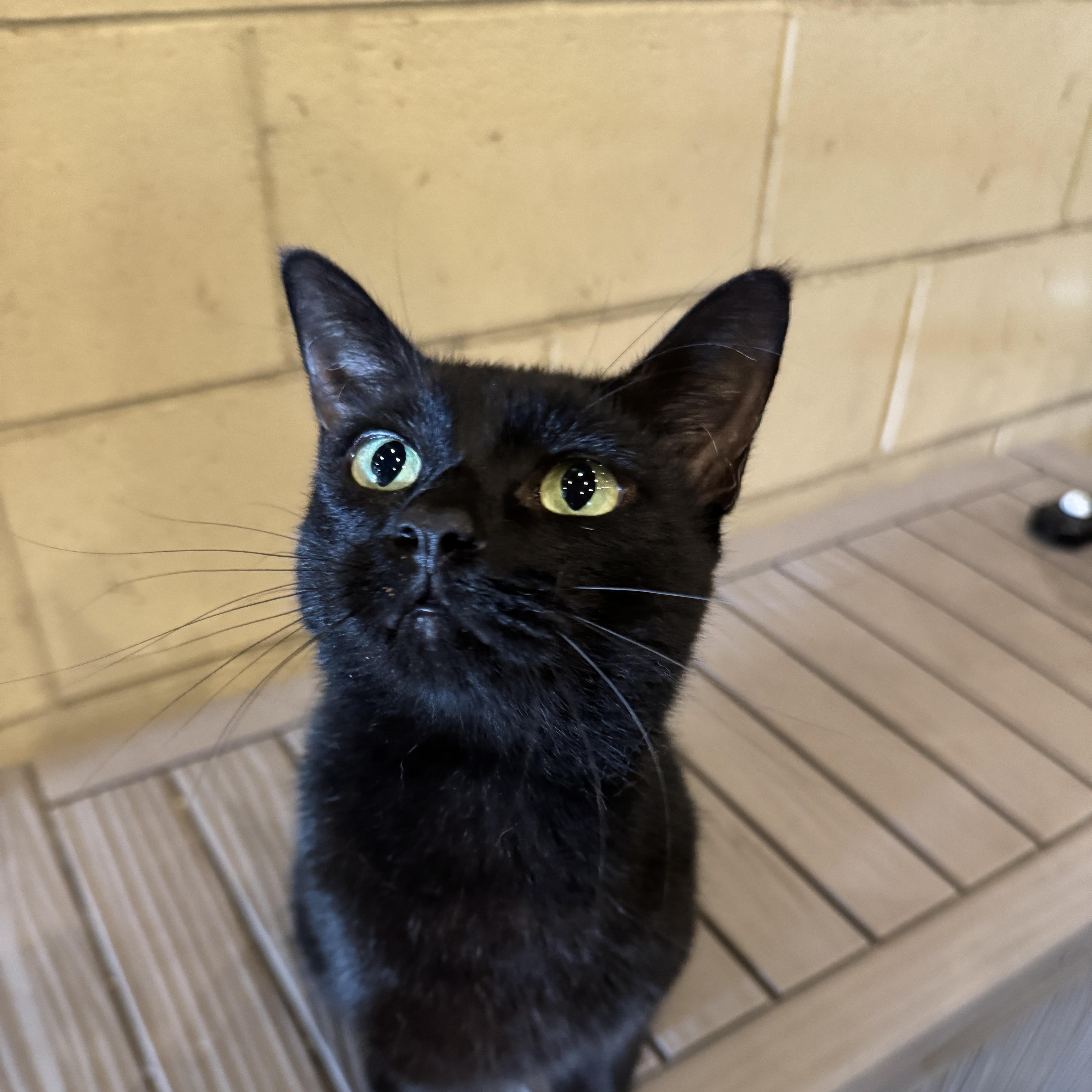 Salem Binx thumbnail 4