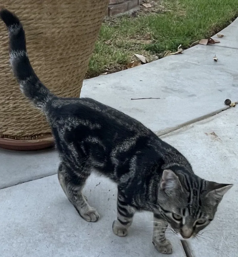 A young medium-sized male Gray / Blue / Silver Domestic Short Hair cat named Flynn for adoption in Pasadena, CA
