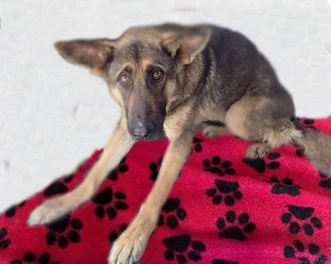 An adult small-sized male German Shepherd Dog dog named Travieso for adoption in Tucson, AZ