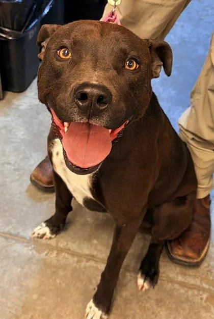 An adult large-sized female Pit Bull Terrier dog named Niva for adoption in Bowling Green, KY