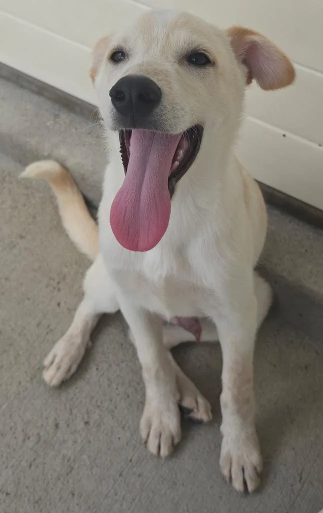 A baby medium-sized male Australian Cattle Dog / Blue Heeler dog named Loomis for adoption in Fort Lupton, CO