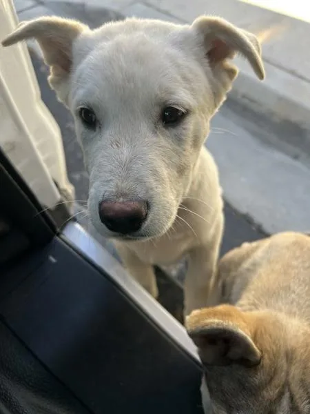 A young large-sized male Siberian Husky dog named Grogu for adoption in Victorville, CA
