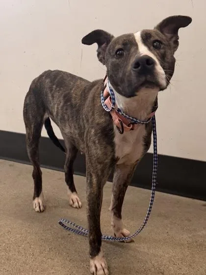 A young medium-sized female Brindle Pit Bull Terrier dog named Margot for adoption in Cleveland, OH