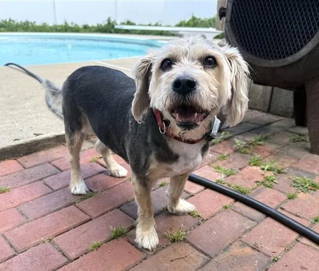 An adult small-sized male Tricolor (Brown, Black, & White) Beagle dog named Rocky for adoption in East Brunswick, NJ